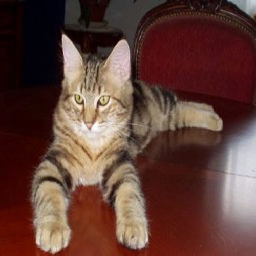EVCİLGİLLER Evcil Kedi