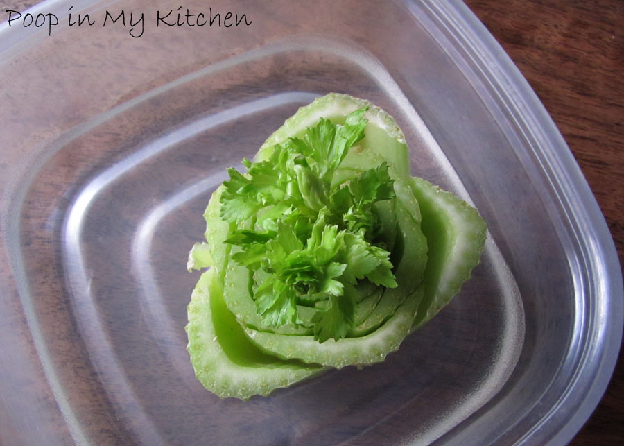 Poop in My Kitchen Growing Celery from Celery, Weeks 13