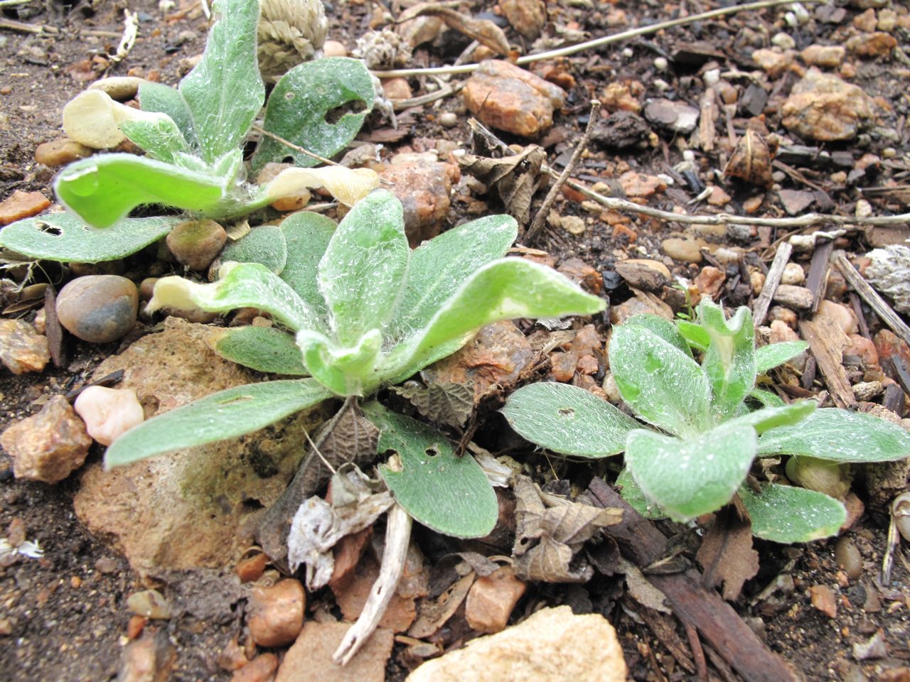 ROCK ROSE February 2011