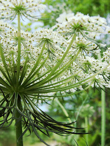 Queen Annes Lace