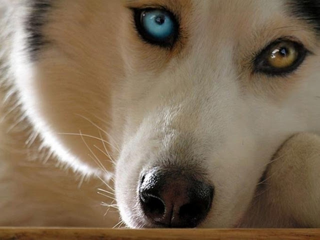 caractere chien husky siberien - chien de garde caractere chien husky siberien - chien de garde