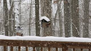 Tufted Titmouse and Carolina Wren on Cacapon Mountain