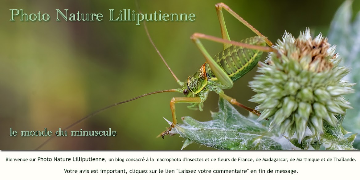Nature Lilliputienne