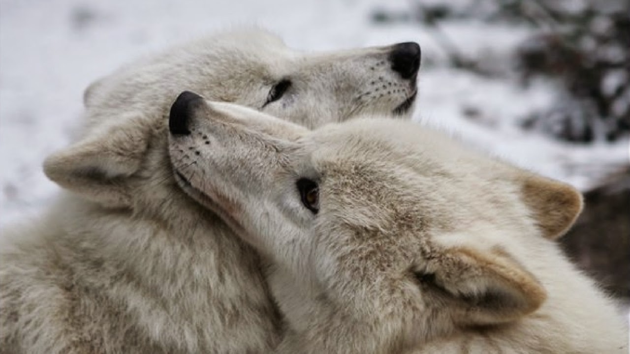 White Wolf : Wolves Ar...