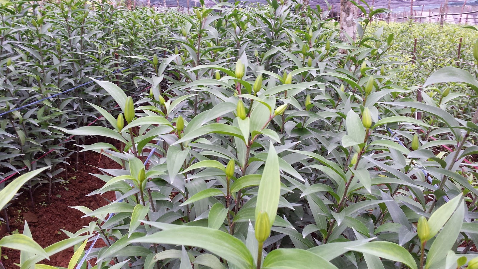 đà lạt:cung cấp hoa ly giá sỉ tại vườn.giá gốc không qua trung gian - 4