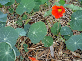 La Caputxina vermella