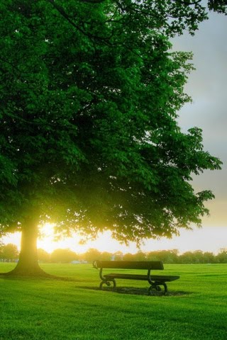 Fondos para celulares flores