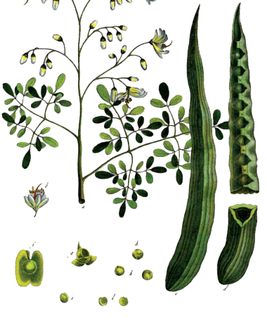 moringa oleifera arvore,moringa oleifera americanas,moringa oleífera anvisa,moringa oleifera a planta,moringa oleifera artrose,moringa oleifera abaixa a glicose,moringa oleifera abelha,moringa oleifera abortifacient,moringa oleifera about,moringa oleifera abre o apetite,moringa oleifera abstract,moringa oleifera é abortiva,moringa oleifera acacia branca,moringa oleifera acne,moringa oleifera academico,moringa oleifera acquisto,moringa oleifera acquisto piante,moringa oleifera active ingredient,moringa oleifera active constituents,moringa oleifera aceite