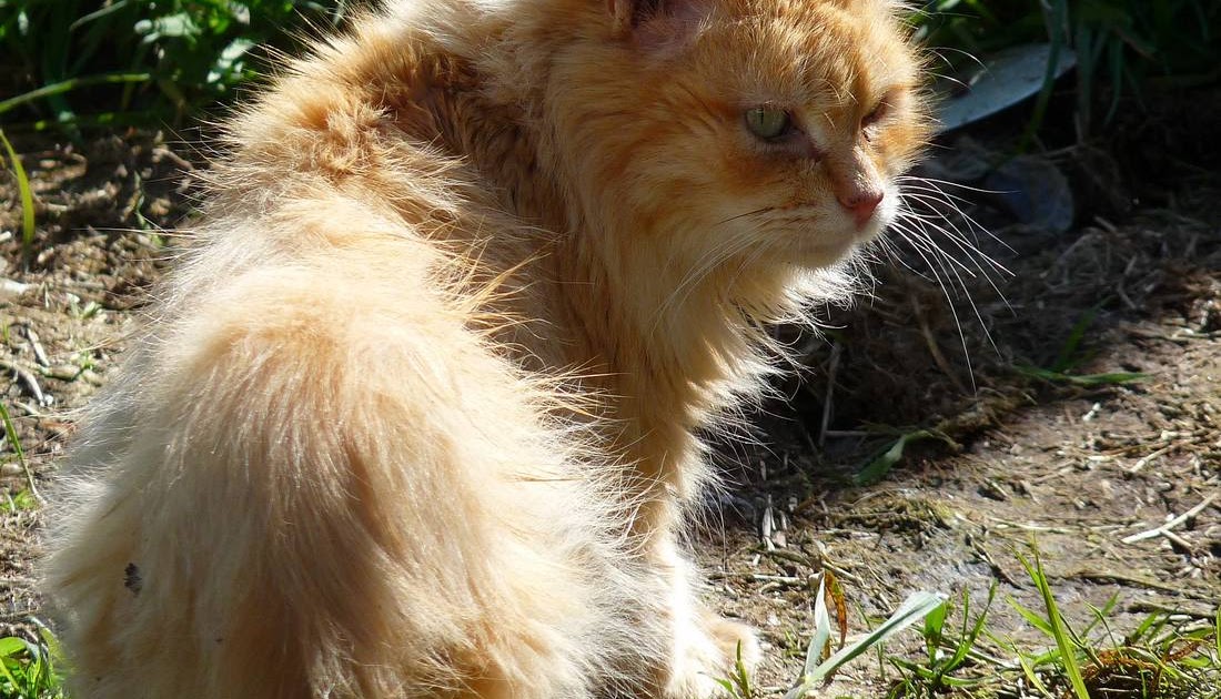 Scruffy Orange Cat in Thought The Feral Life Cat Blog