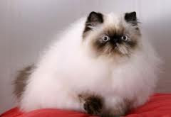 Healthy Pet Better Health Cats And Dogs Specifically Type Of Cats Himalayan Cat Persian Siamese Breeds