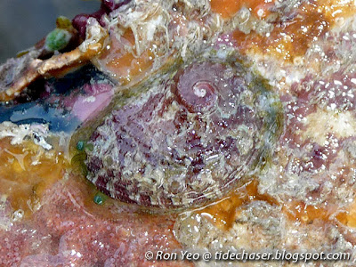 Abalone (Haliotis sp.) Abalone (Haliotis sp.)