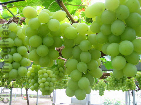 Setitis Tinta Kasih Khasiat Buah Anggur