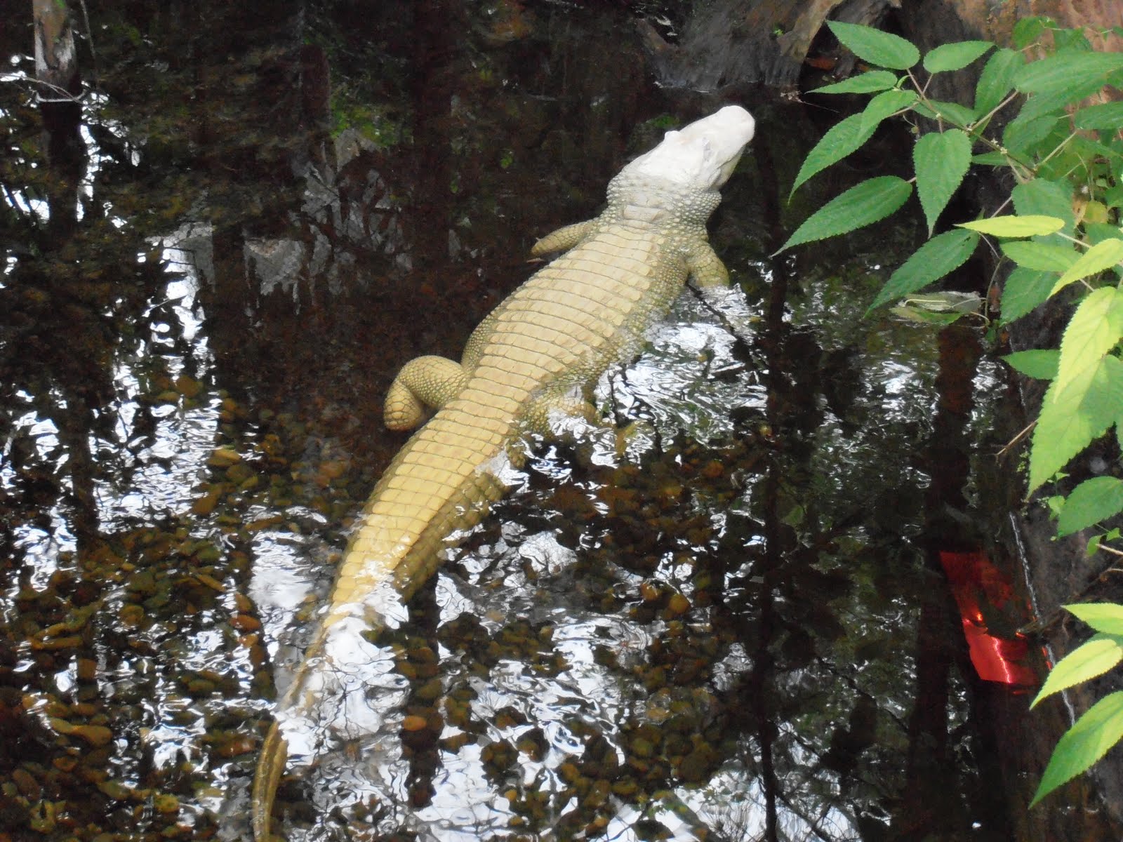 Eric Eggen'sTrek Around the USA Wilmington, NC to Washington, NC