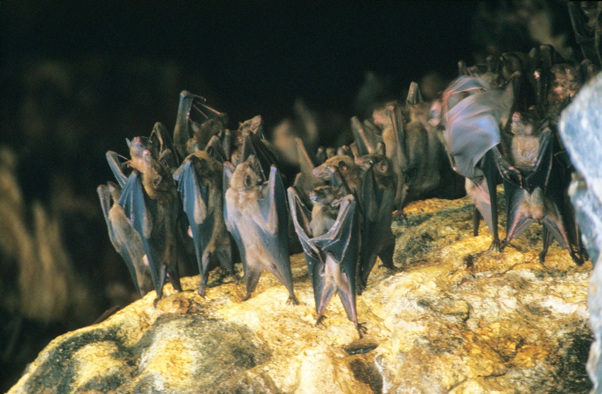 I Have Seen The Whole Of The Upside Down Bats Look Like They