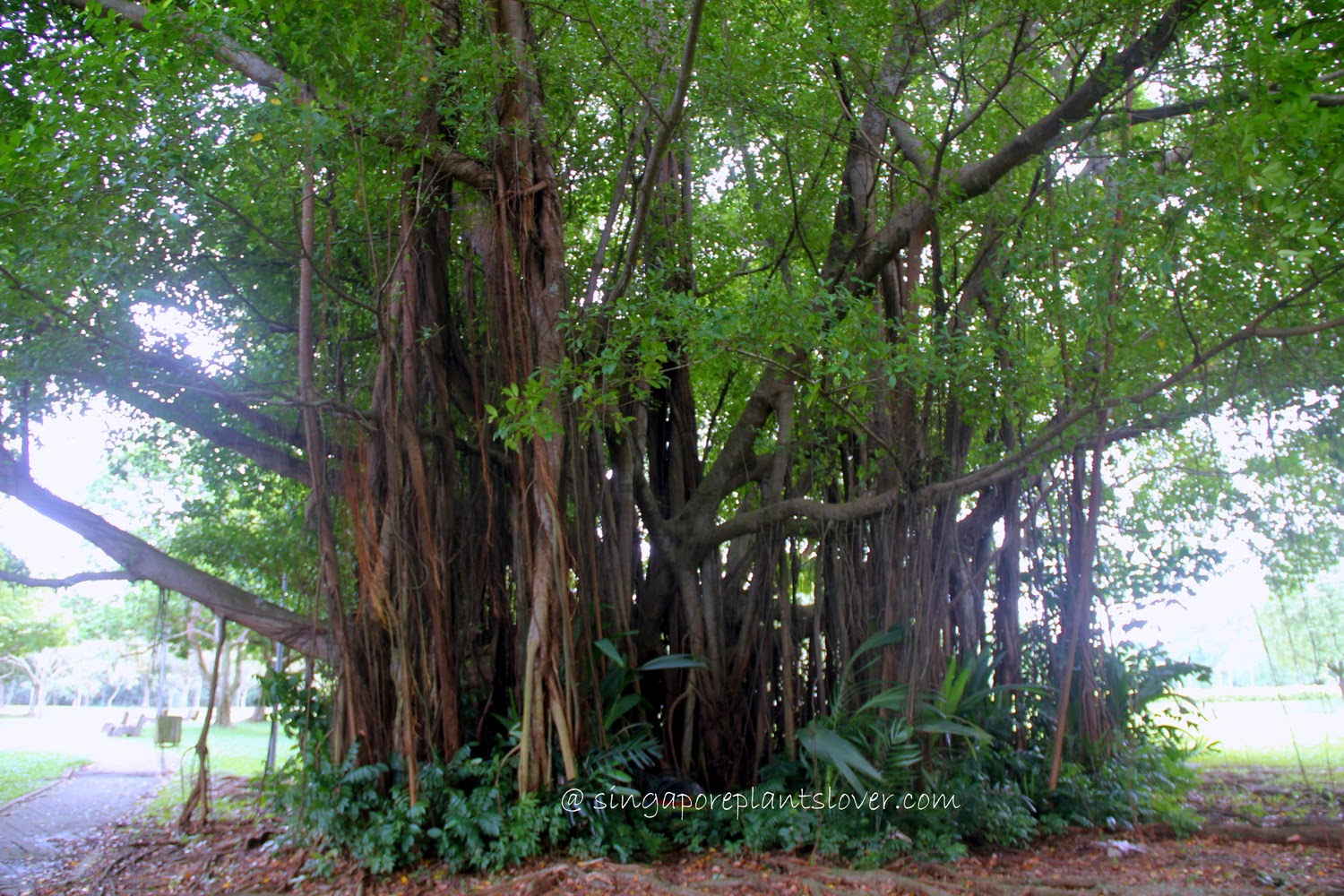 Singapore Plants Lover Old Banyan Trees