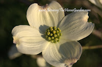 white dogwood flower