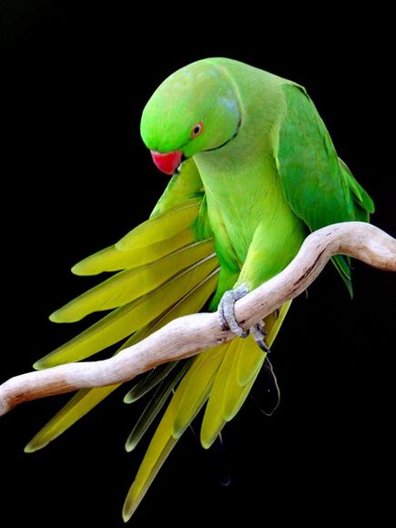 Photos: male indian ri...