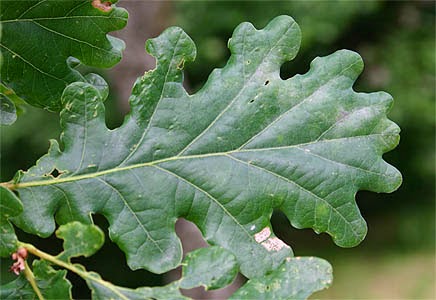 REIKI CON CATALINA JANUS