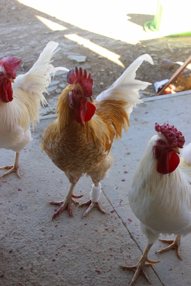 The Field Lab chicken doctor