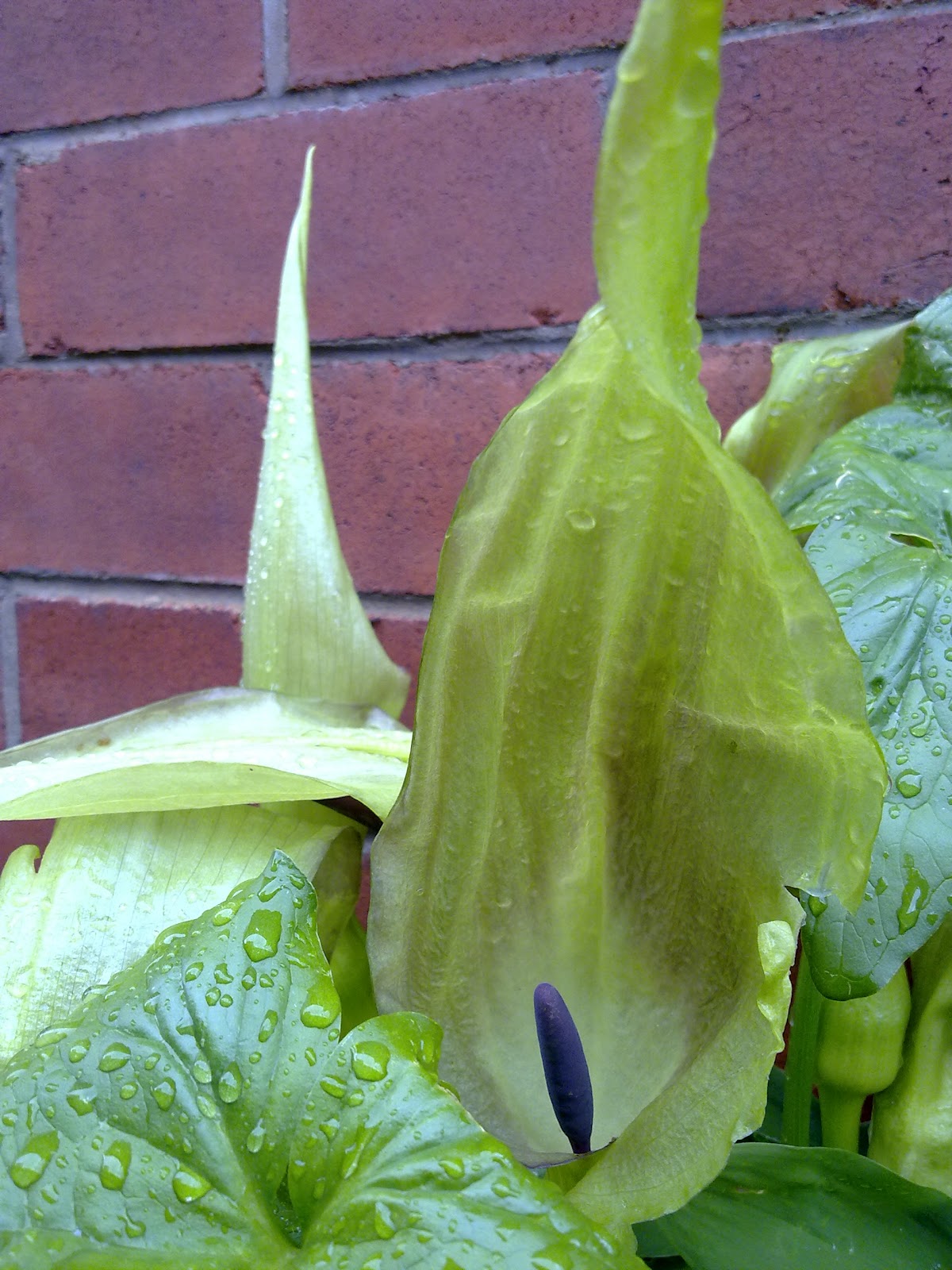 Mum�s Simply Living Blog Lords and Ladies