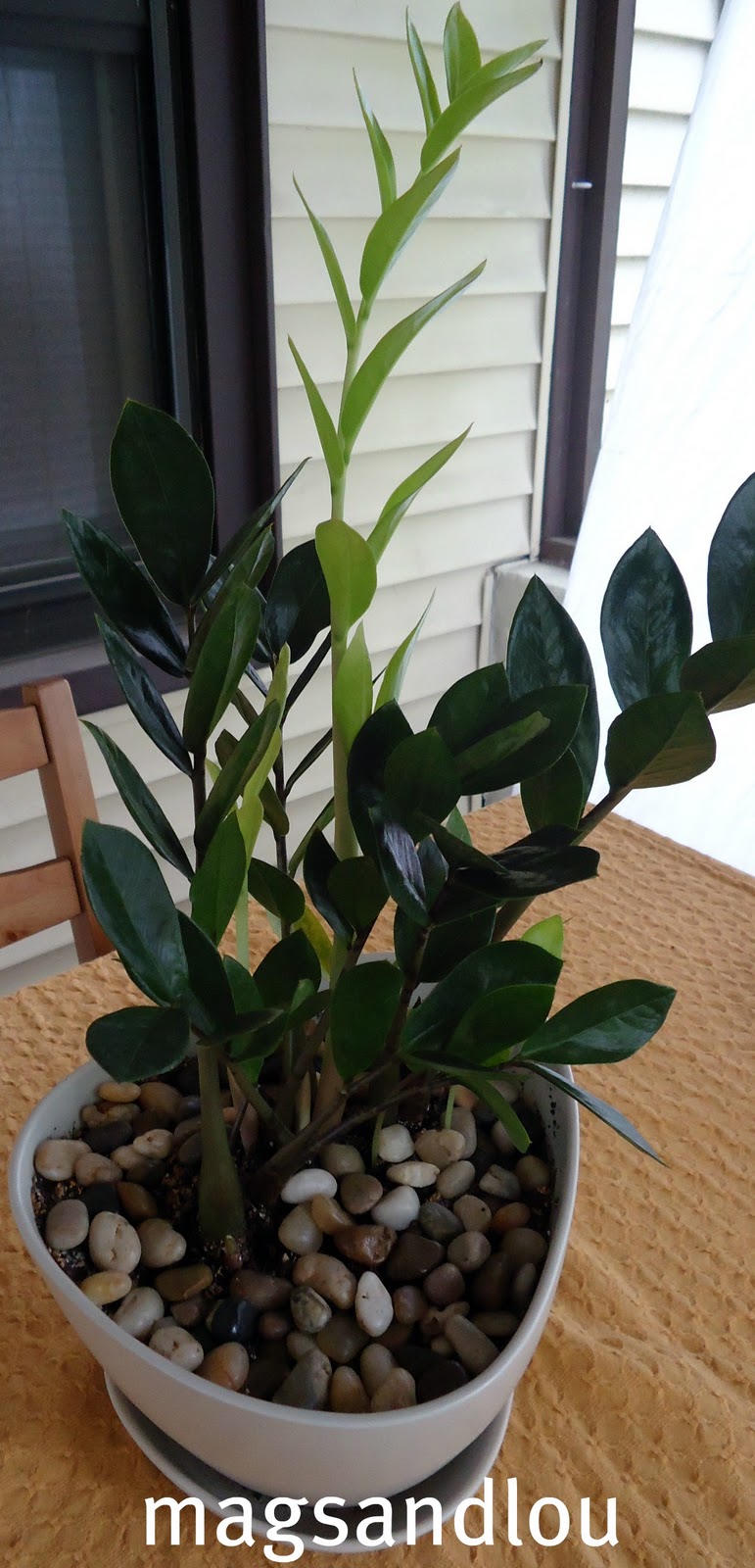 mags and lou ZZ Plant