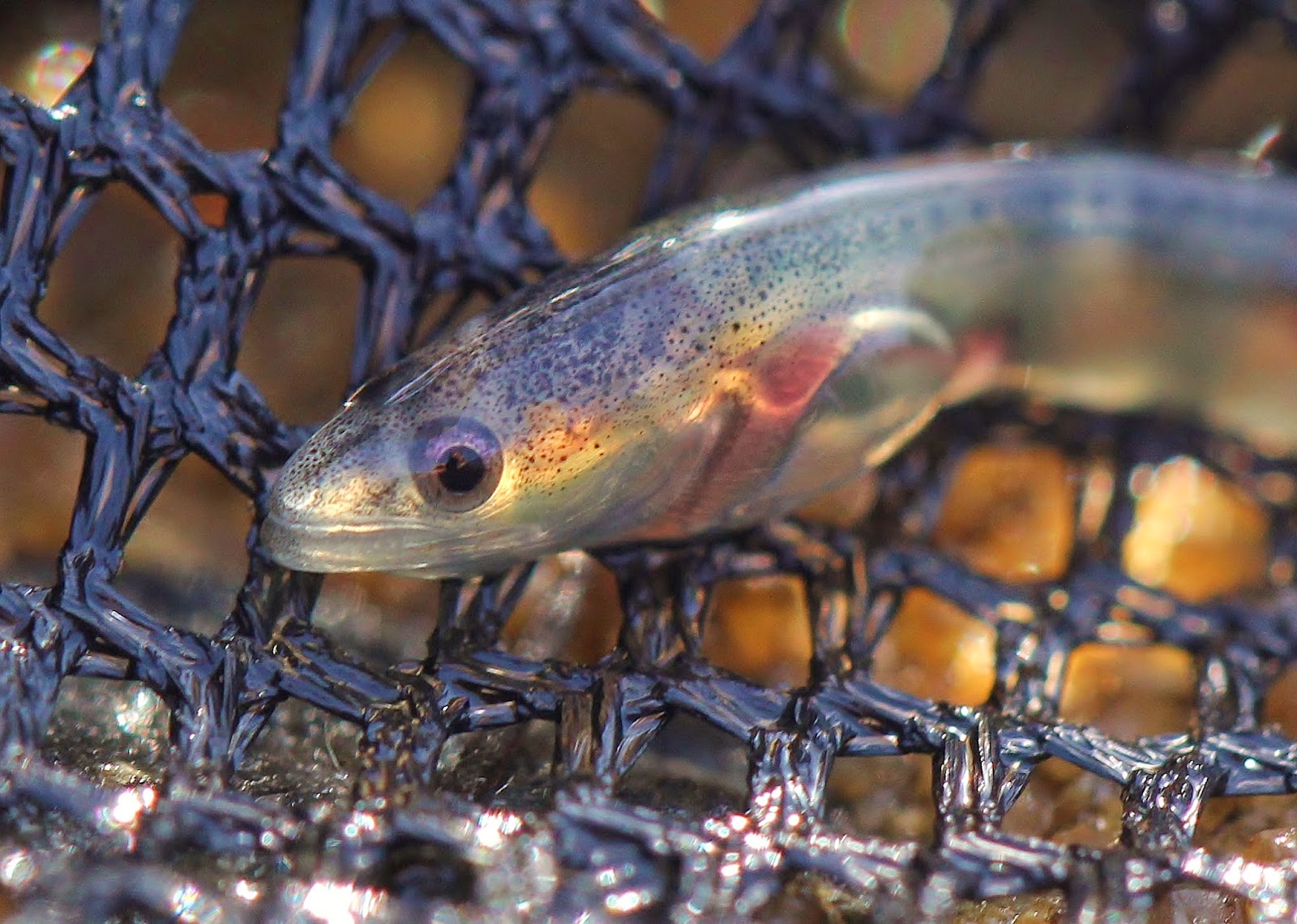 Nature on the Edge of New York City Baby Glass Eels in New York Harbor