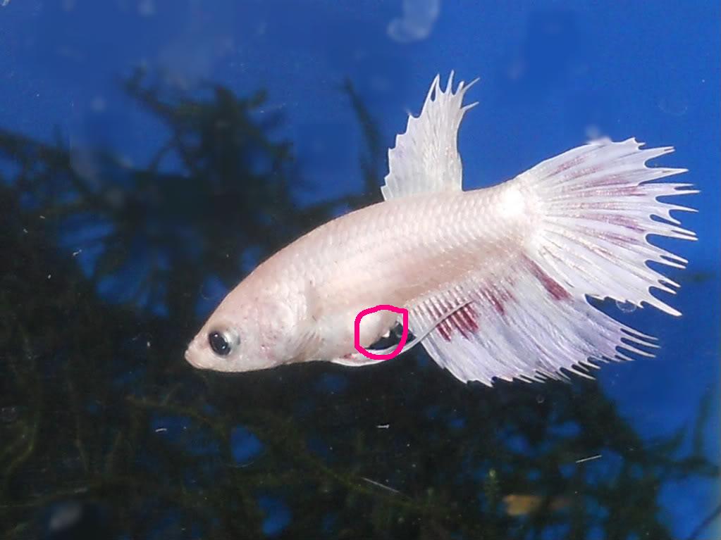 Betta Egg Spot