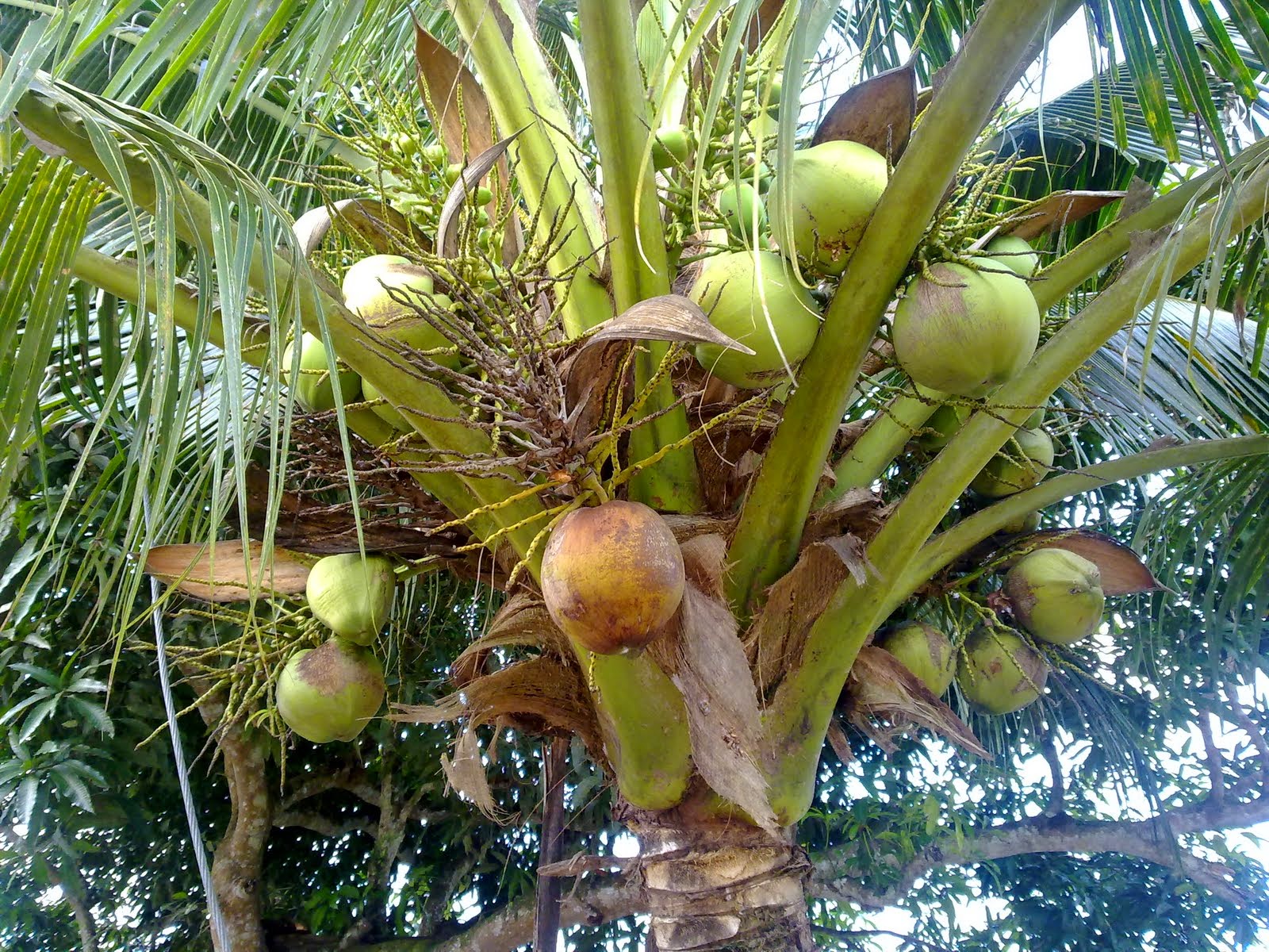Sihat dan Cantik Semulajadi Coconut Shake Yang Sedap