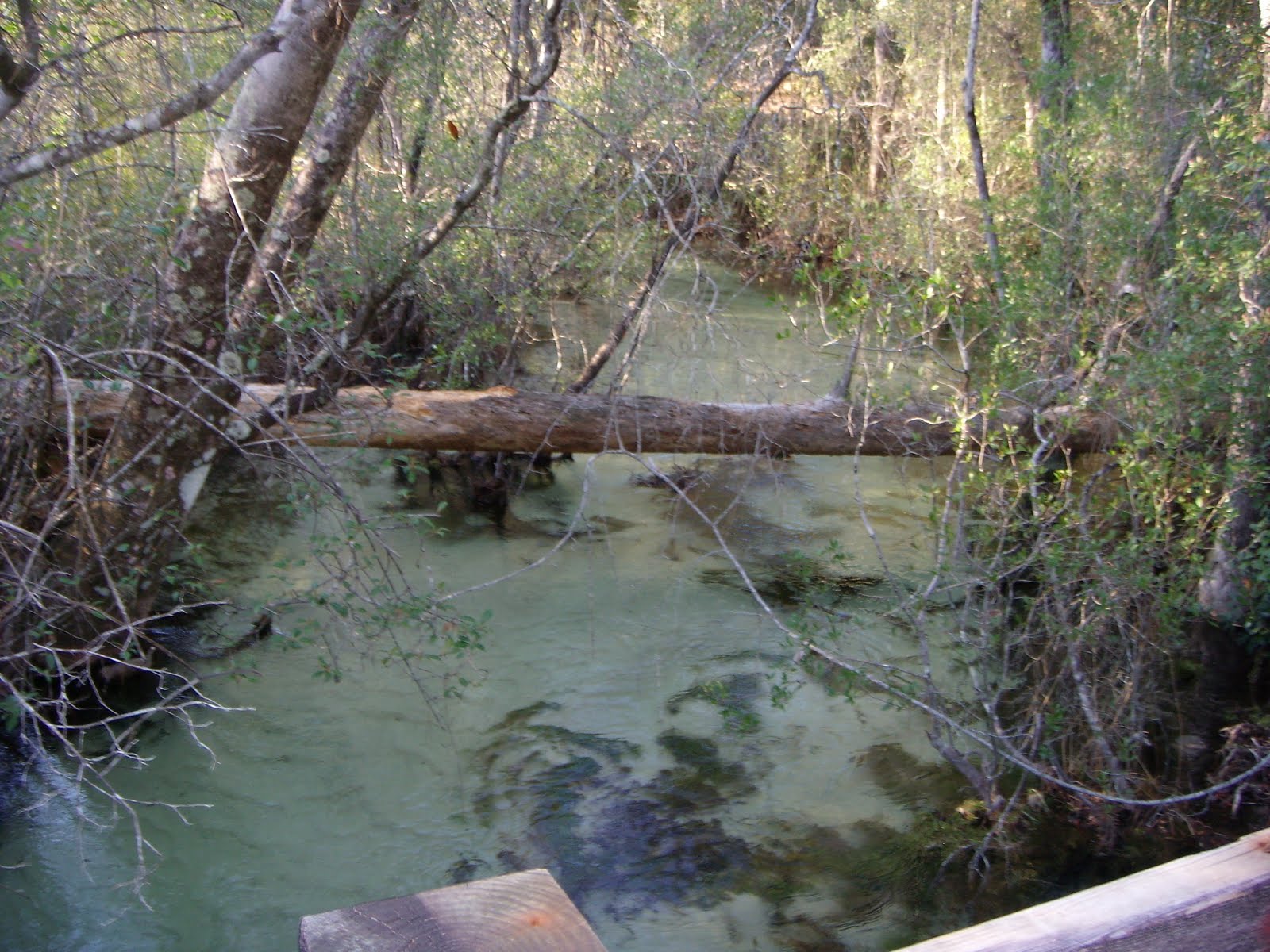 Jennifer Alicia Field Trip Forest Eglin AFB Reservation