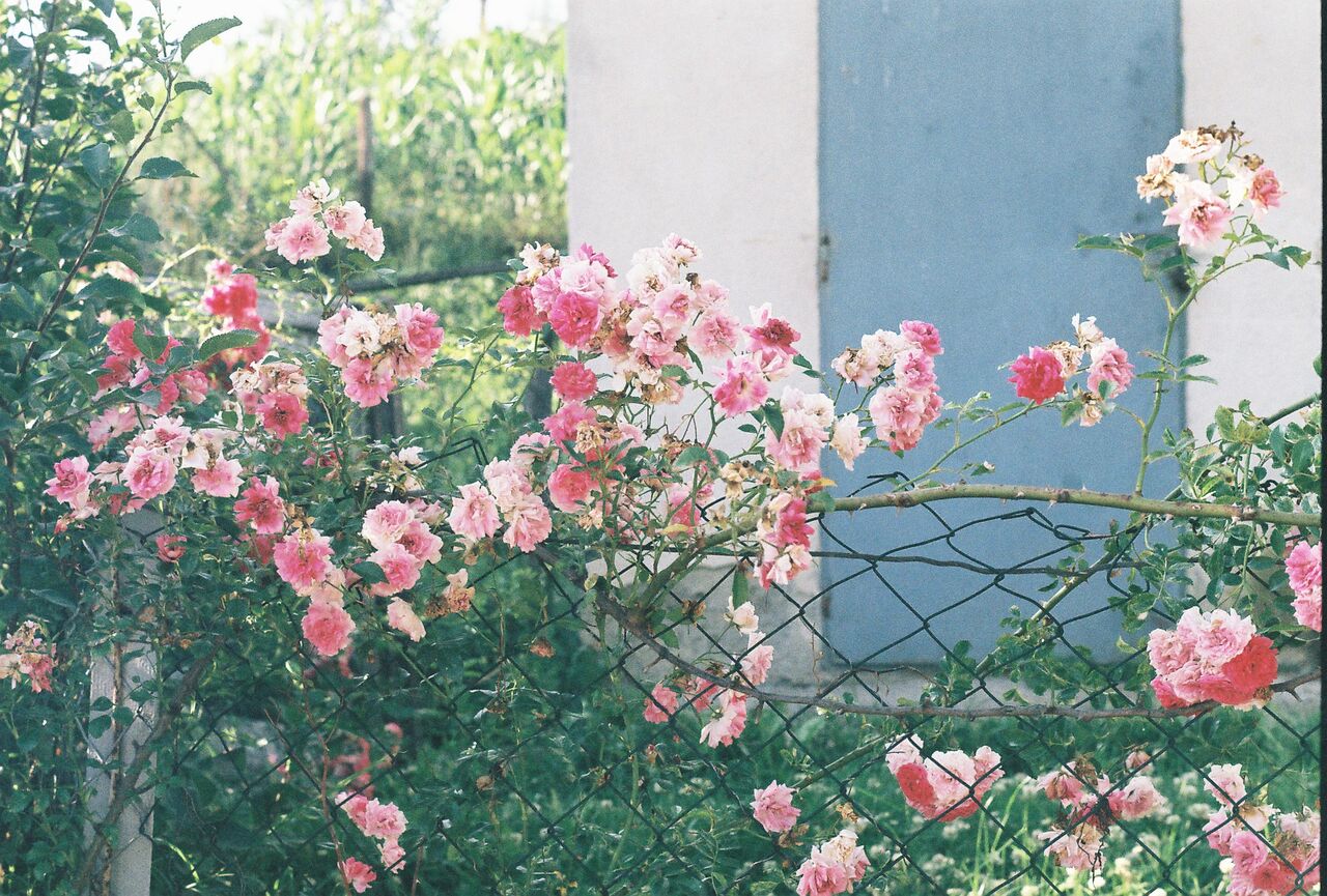analog, film photography, filipa canic, youarethepoet, filipa canic blog, you are the poet blog,