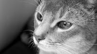 Cat peeing on bed