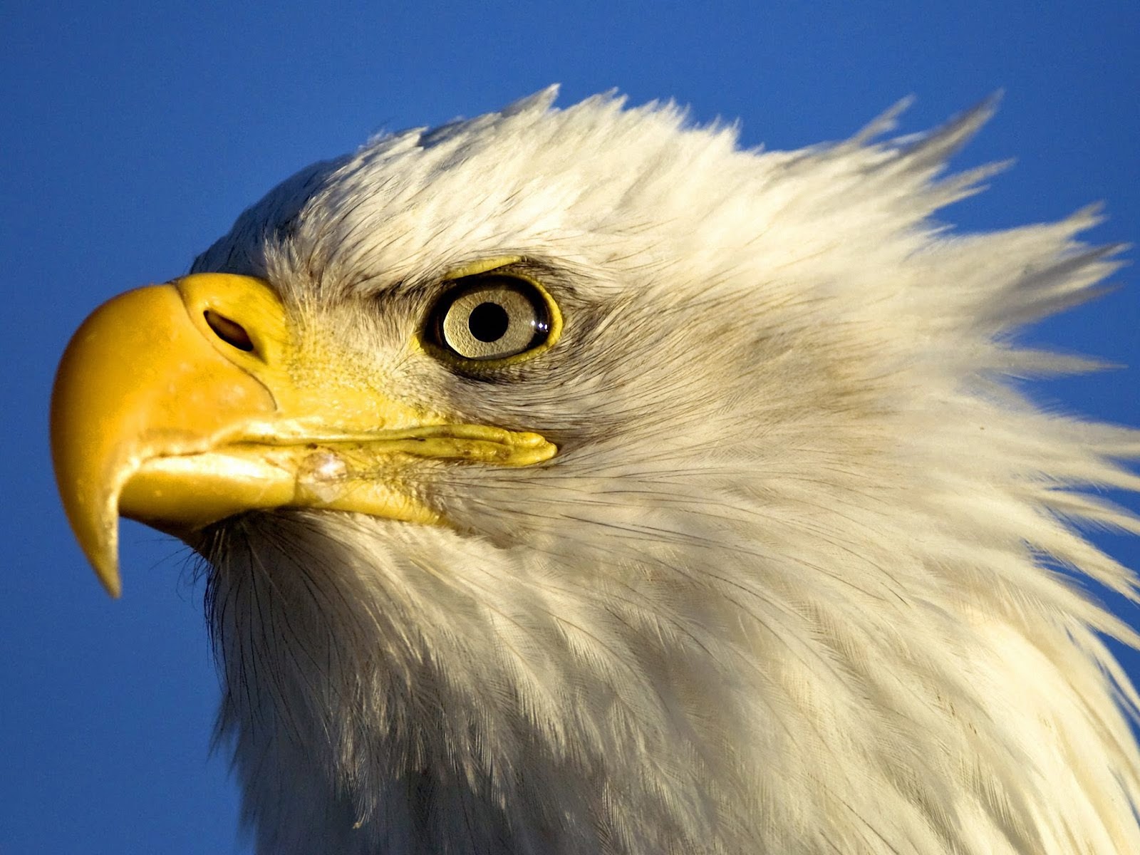 Águila blanca - Imagui