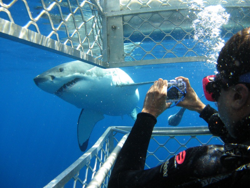 great-white-shark-cage-diving7.jpg