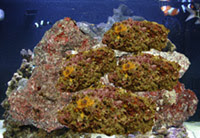 Live Rocks for saltwater aquarium nitrates