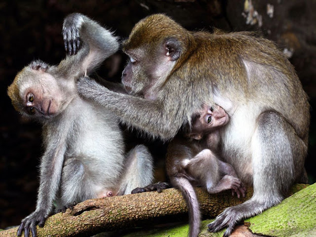Animales de National Geographic Animales de National Geographic