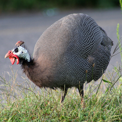 Art The Hermitage Guinea Hens