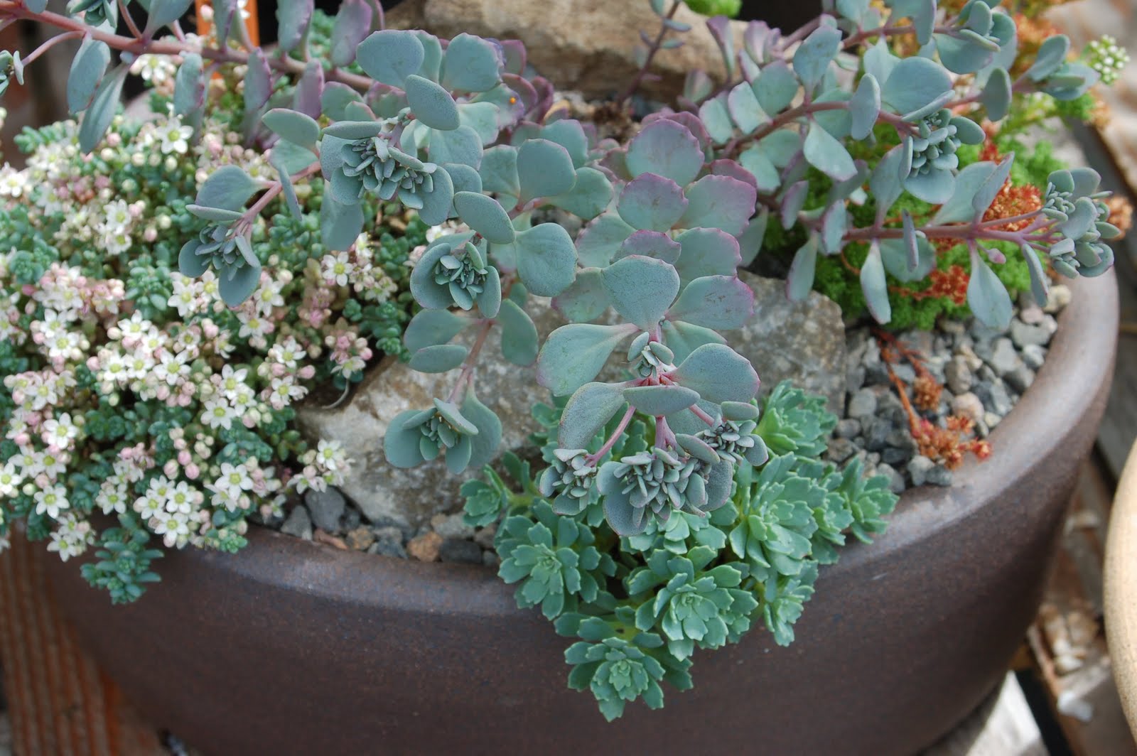 Wild Ginger Farm News Blog Saturday Class "Plant a Succulent Container