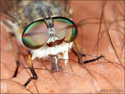 Dundura (Tabanidae) portrets