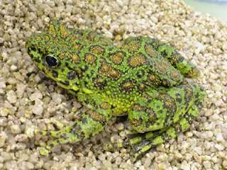 ishikawa's frog