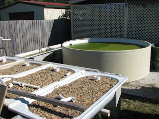 Aquaponic Bathtubs Aquaponic Bathtubs