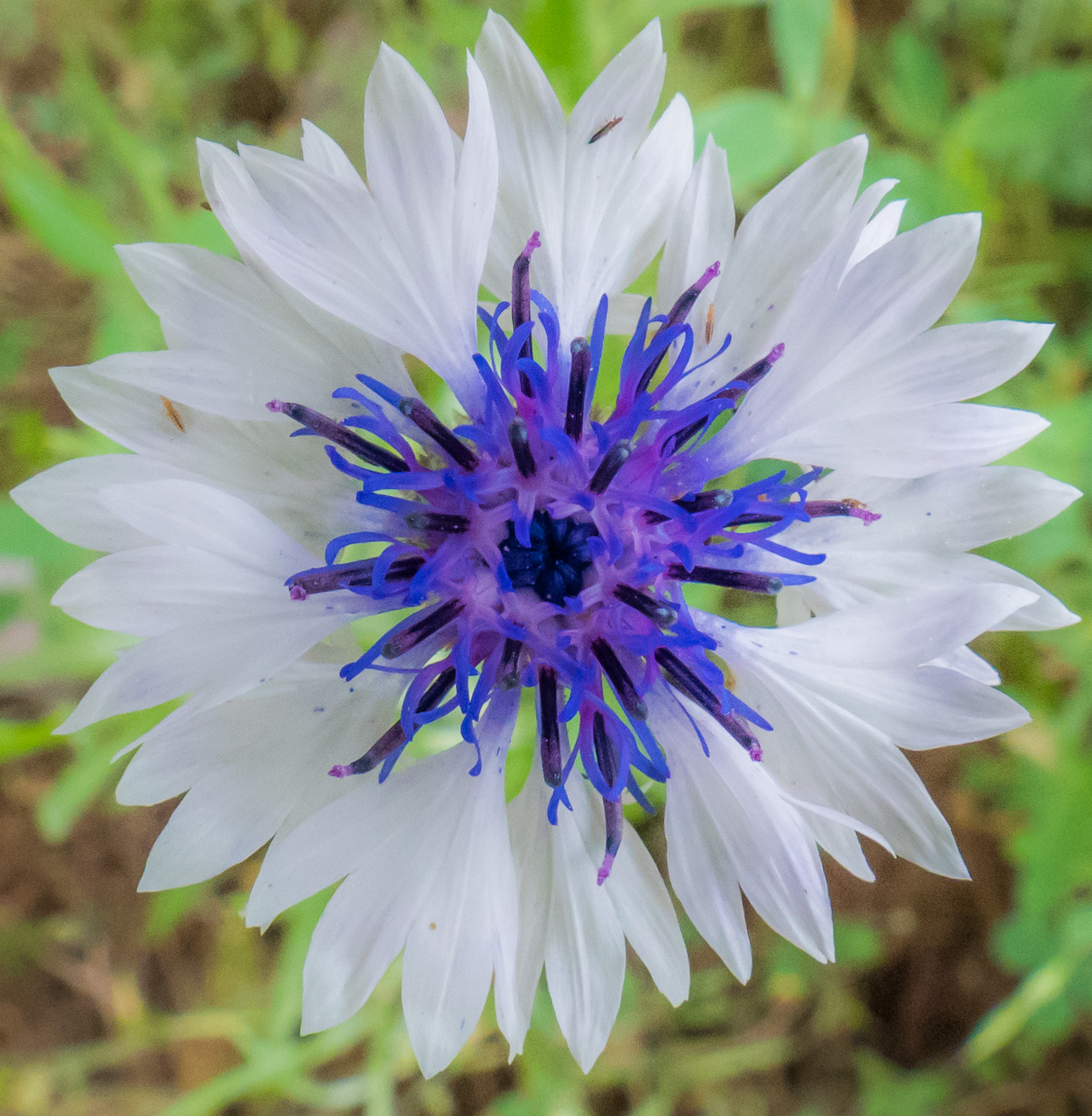 cruisingat60 Yosemite wildflowers, weeds, and naturalized invaders