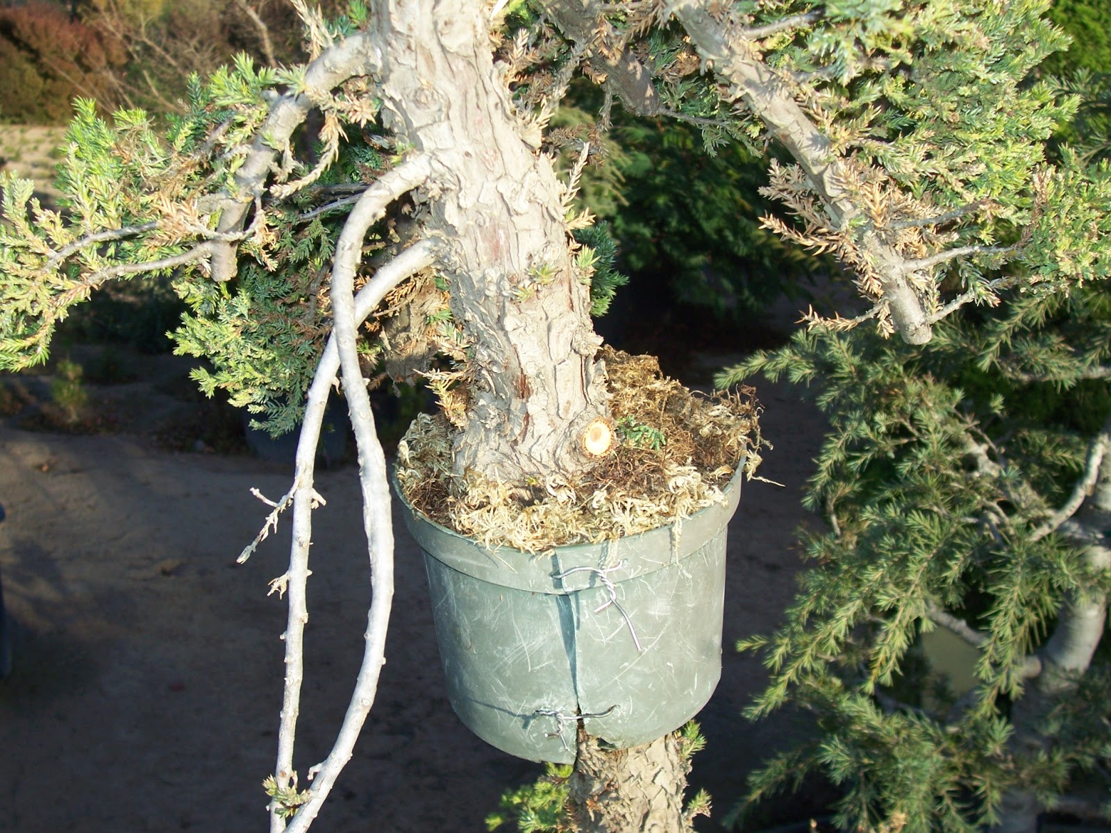 What's happening at Muranaka Bonsai Nursery Airlayering procumbens