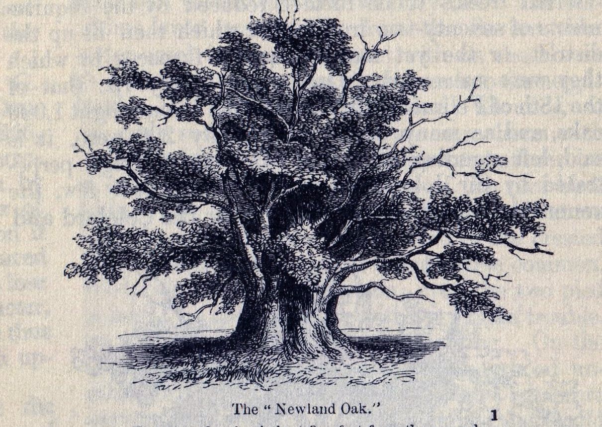 The tree in 1858