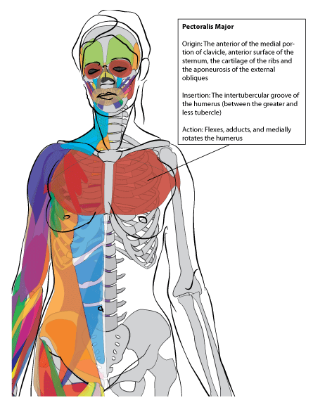 Paint Draw Paint Learn To Draw Anatomy Basics The Chest Muscle