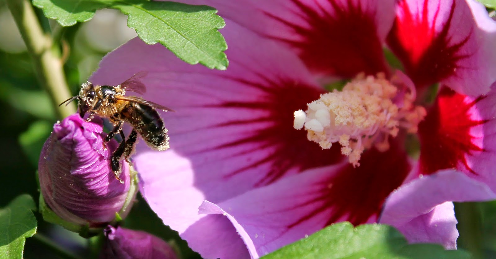 Abeja cogiendo el nectar de la flor Abeja de Aldeko Eztia