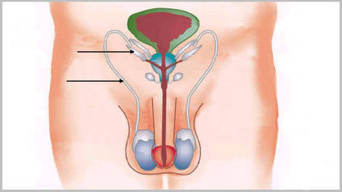 aparato reproductor masculino