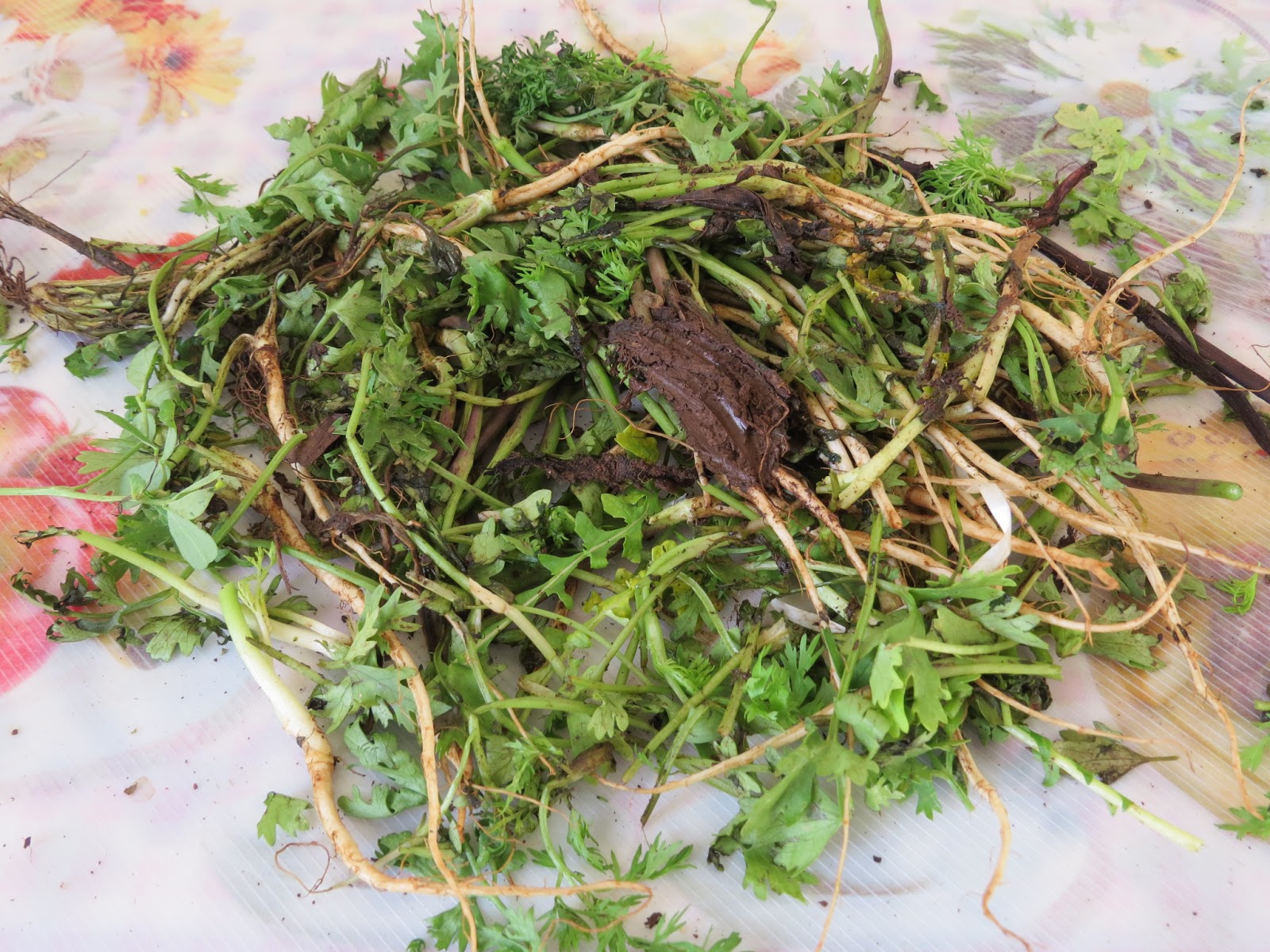 With Love from Mom's Kitchen How to Increase The Shelf Life Of Fresh