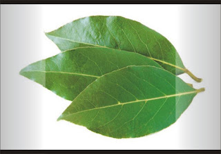 Daun Salam