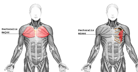 Food, Fitness and Sport: Muscle Groups - The Chest (Pectorals) Part 1