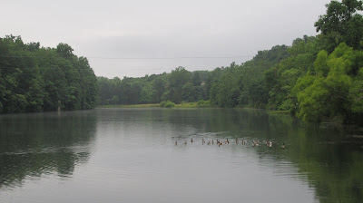 rainy morning geese